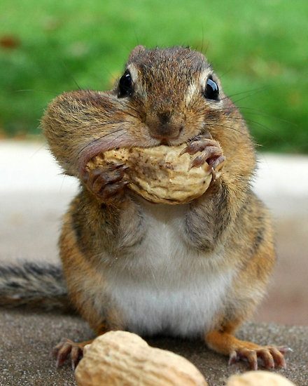 How to Be Over Stuffed.jpg